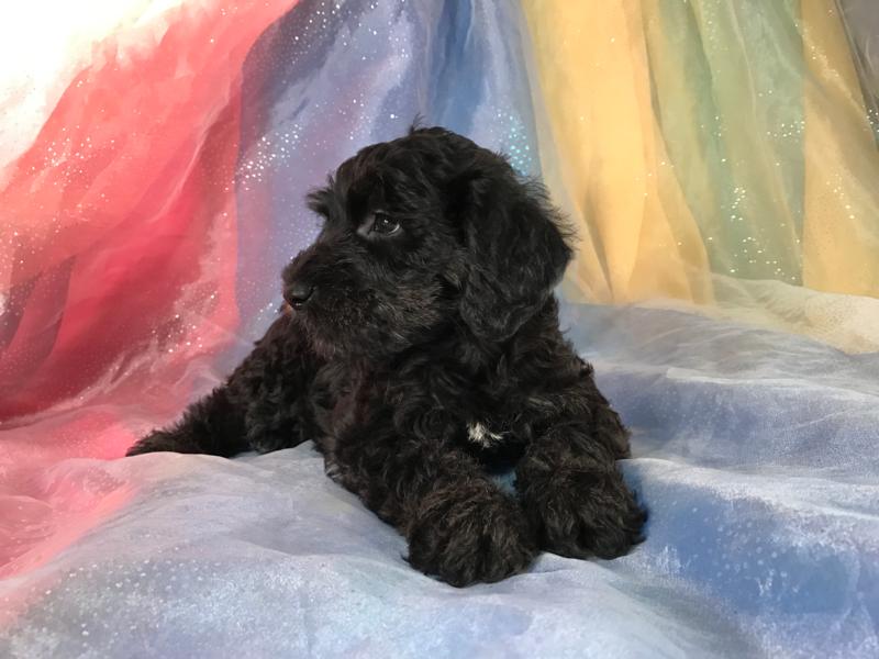 Miniature schnoodle pictures