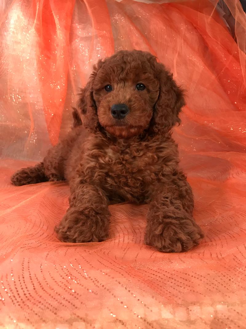 Medium, Mini & Petite Goldendoodle Puppies for sale in