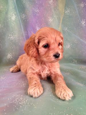 teddy bear cockapoo for sale