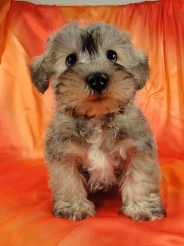 teddy bear schnoodle for sale