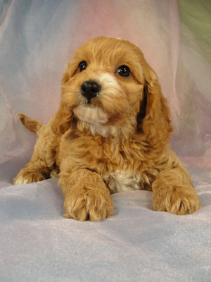Cockapoo Pup