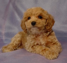 cockapoo puppies hypoallergenic