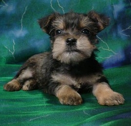 Yorkie and schnauzer deals mix for sale