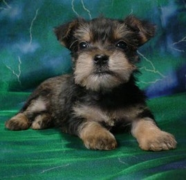 schnauzer yorkie puppy