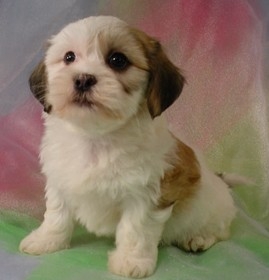 Shih Tzu Bichon Puppies for Sale | Shih 