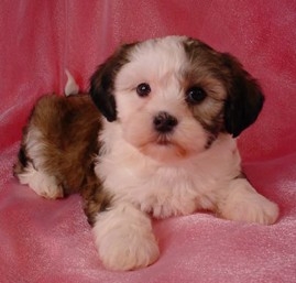 bichon frise and shih tzu mix price