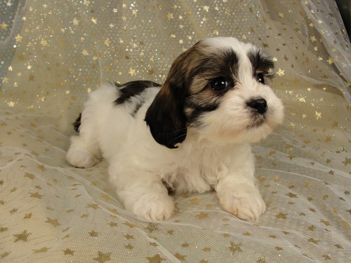 Female Lhasa Bichon Puppy for sale #6 Born December 7, 2011