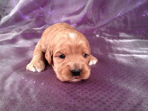 cockapoo puppies yorkshire