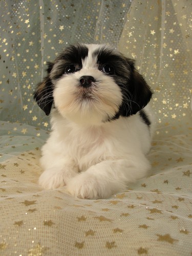 Female Lhasa Bichon Puppy for Sale #5 Born December 7, 2011