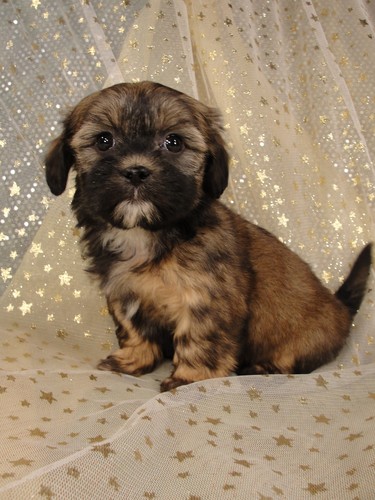 Female Lhasa Bichon (teddy bear) Puppy for sale #1 Born December 7, 2011