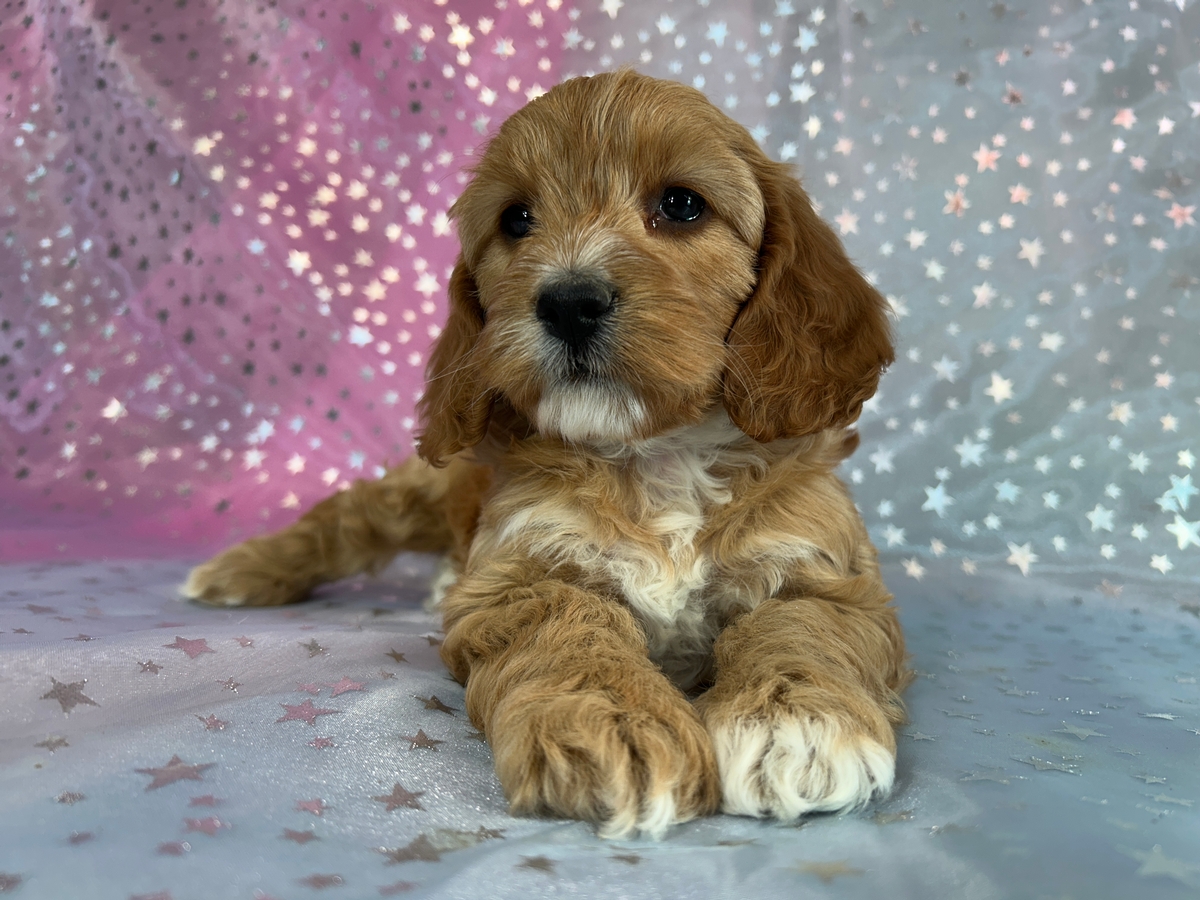 Cockapoo Puppies for Sale