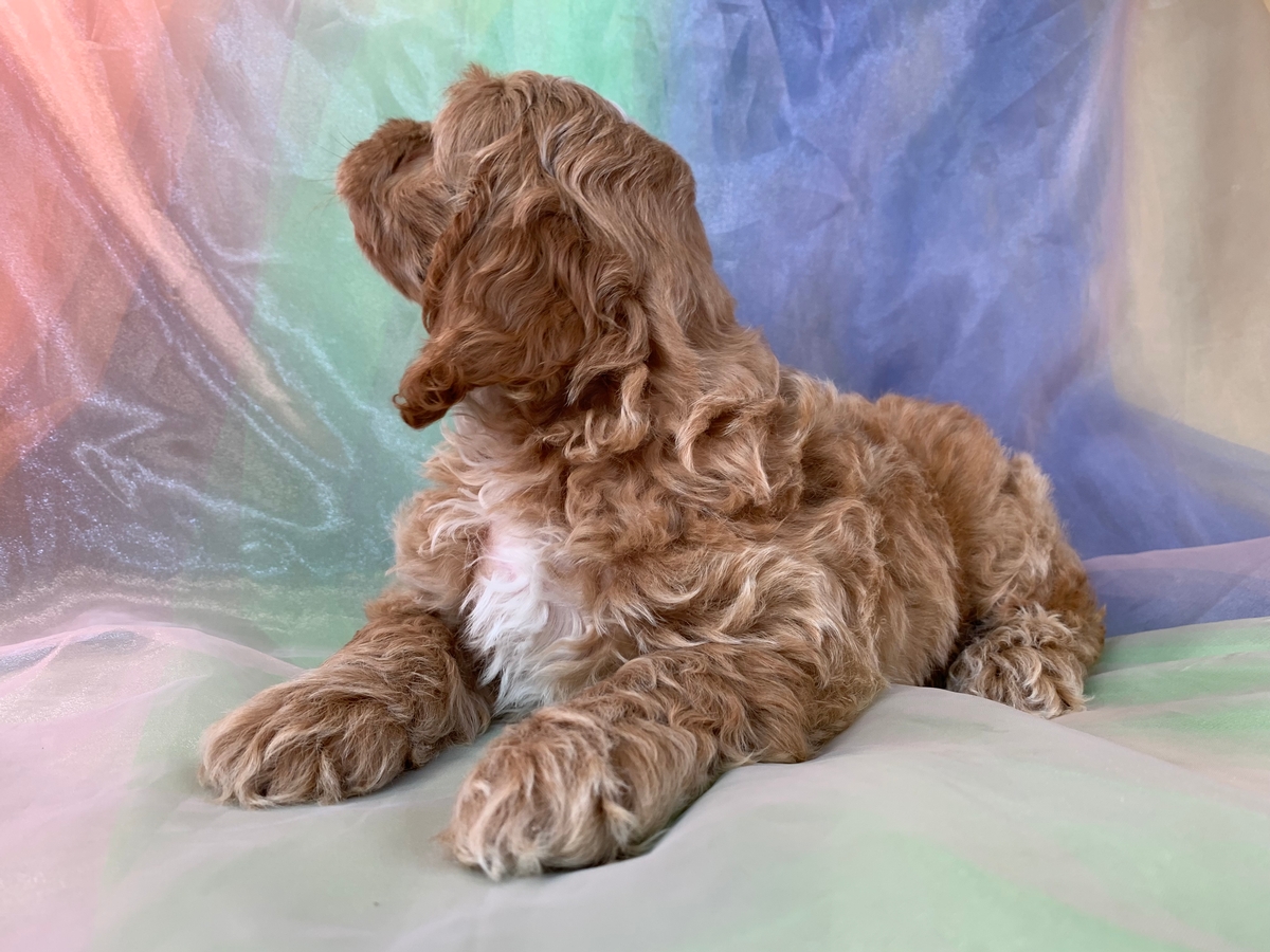Cockapoo Breeders, Iowa Puppies Available