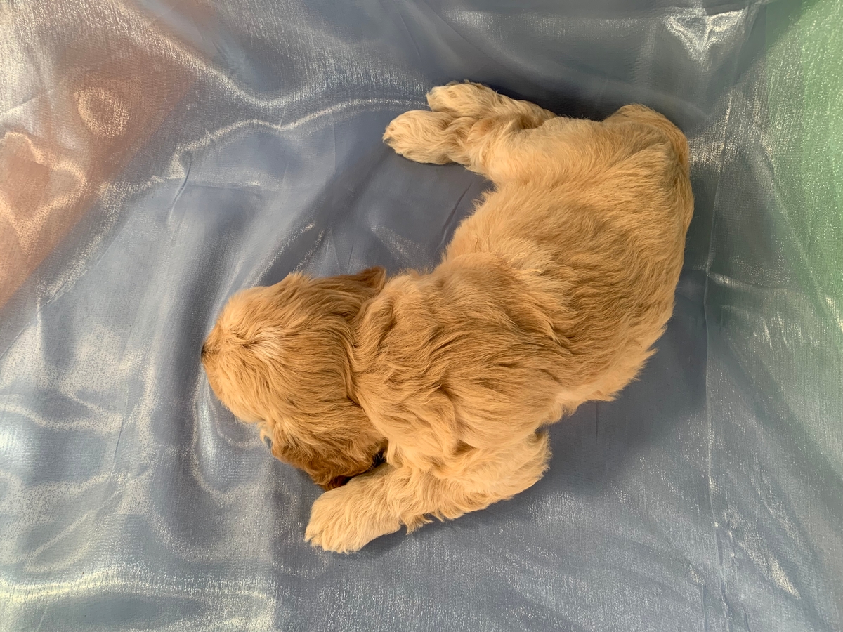 Female Cockapoo Available, Buff and White, Iowa Breeders
