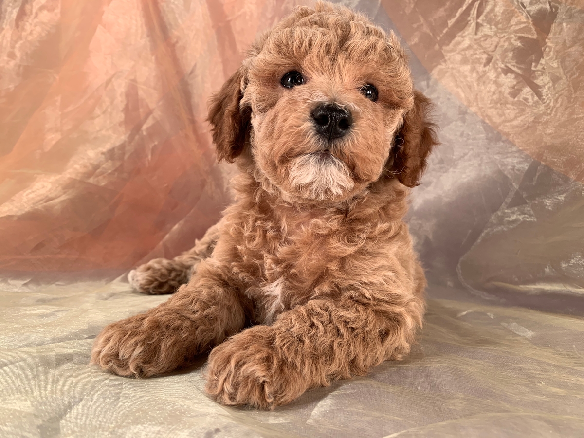 Male Cockapoo Puppy DOB 12-20-2019 $975