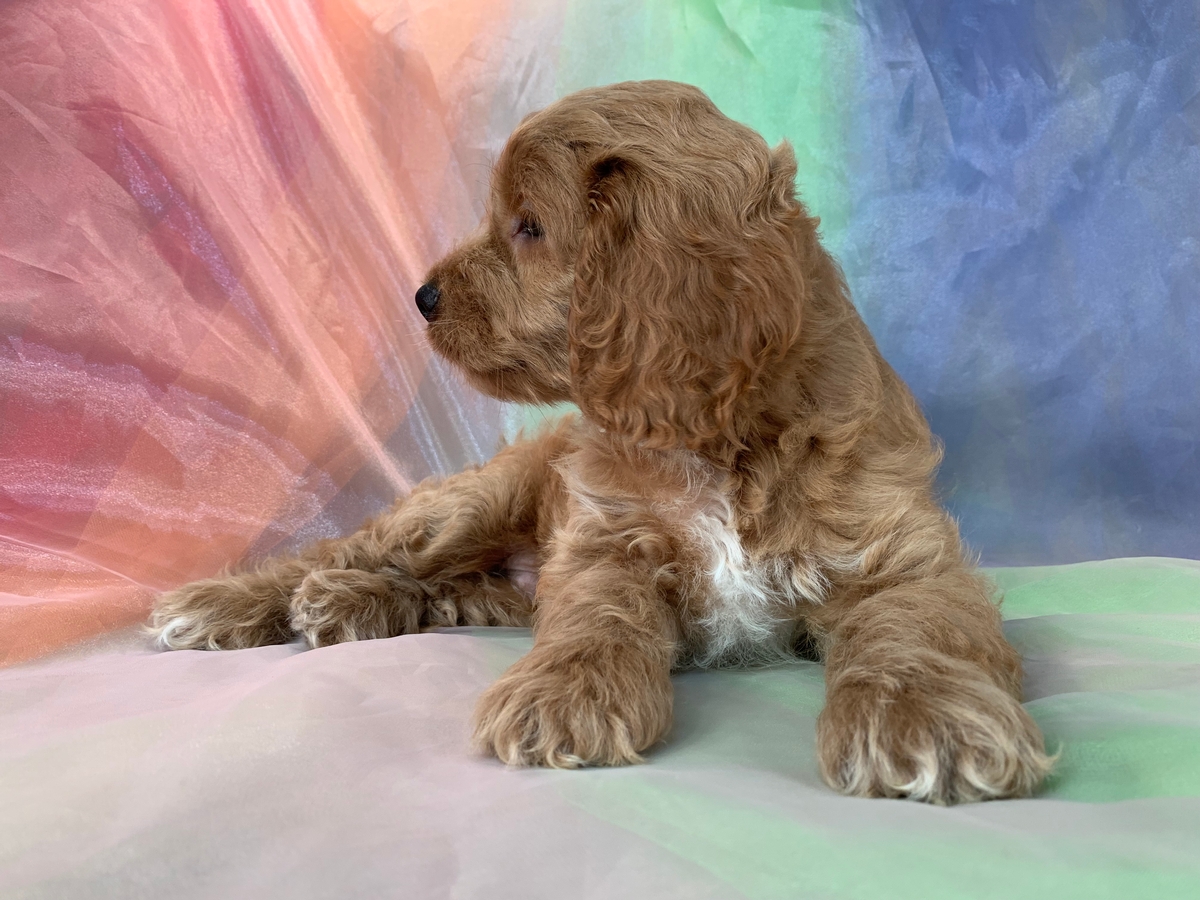 Cockapoo Puppies Available Now!