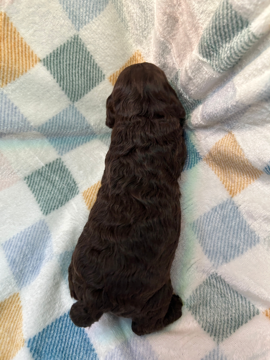 Iowa and Minnesota, Chocolate Cockapoos for Sale