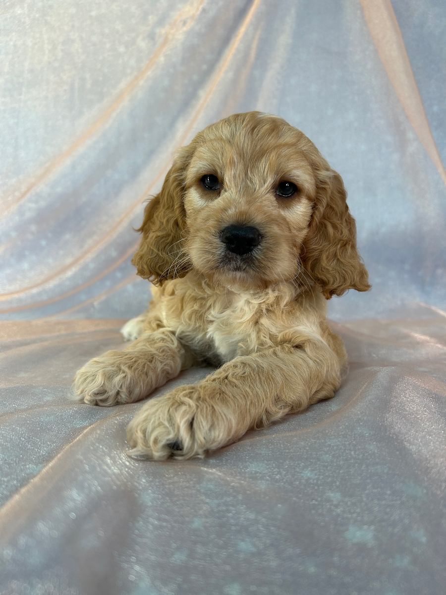 Lemmon F1 Cockapoo Red Ears and White Markings