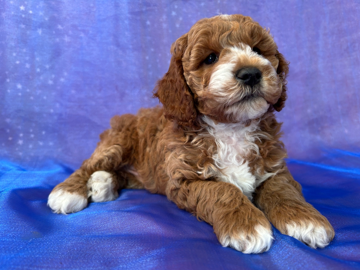 Professional Cockapoo Breeders
