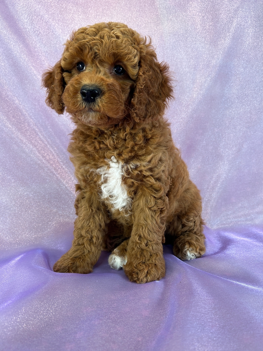 Dark Red Cockapoos Ready Now in Iowa! We Ship!