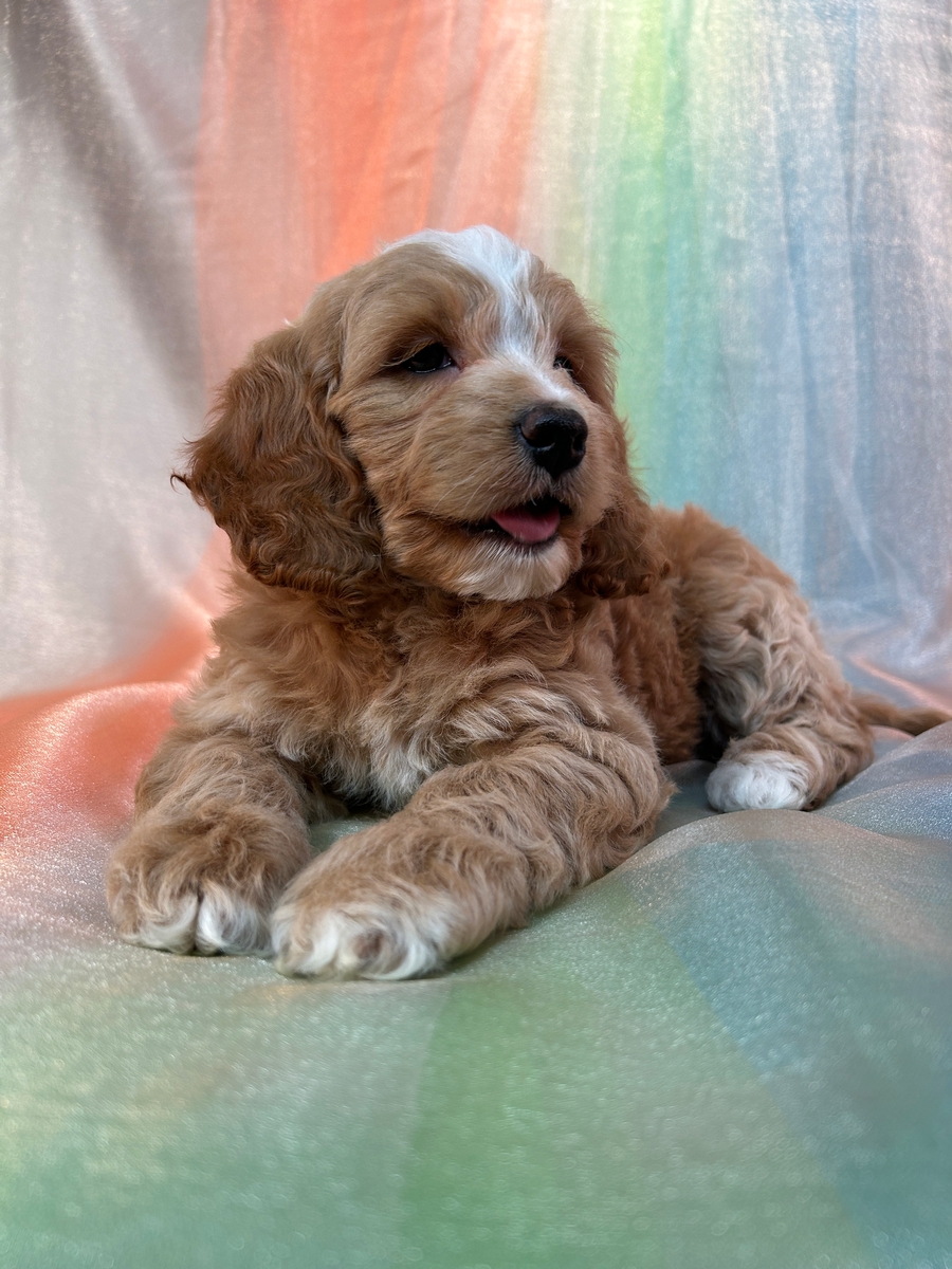 Apricot with White Markings, F1b Cockapoo with Tail, WI, IA, MN