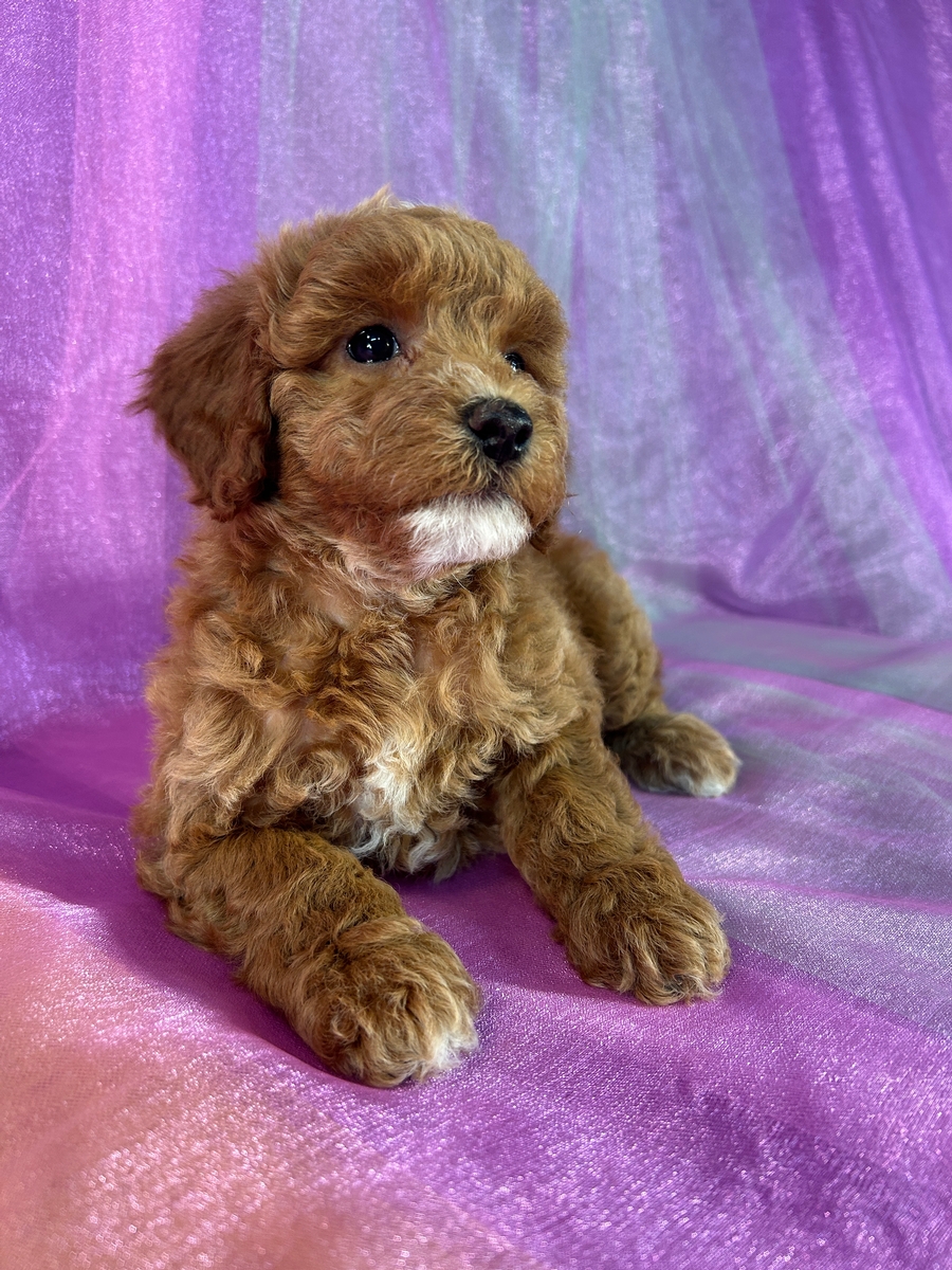 Cockapoos, Best USA Breeder, Puppies for Sale Now!