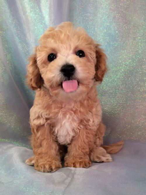 bichon frise poodle mix for sale