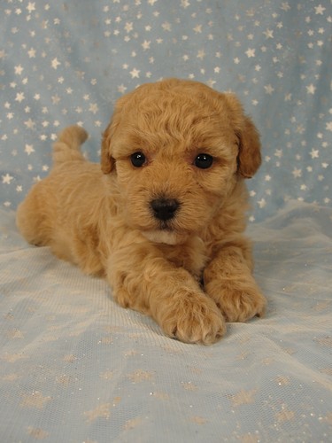 Image result for poochon dog