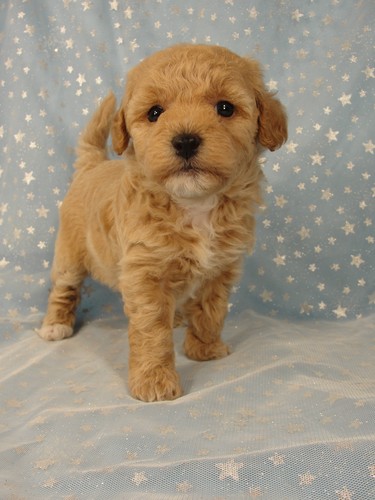 bichon poodle for sale near me