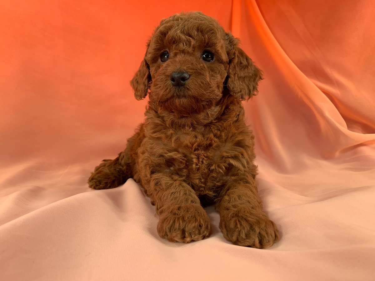 bichon frise poodle mix puppies