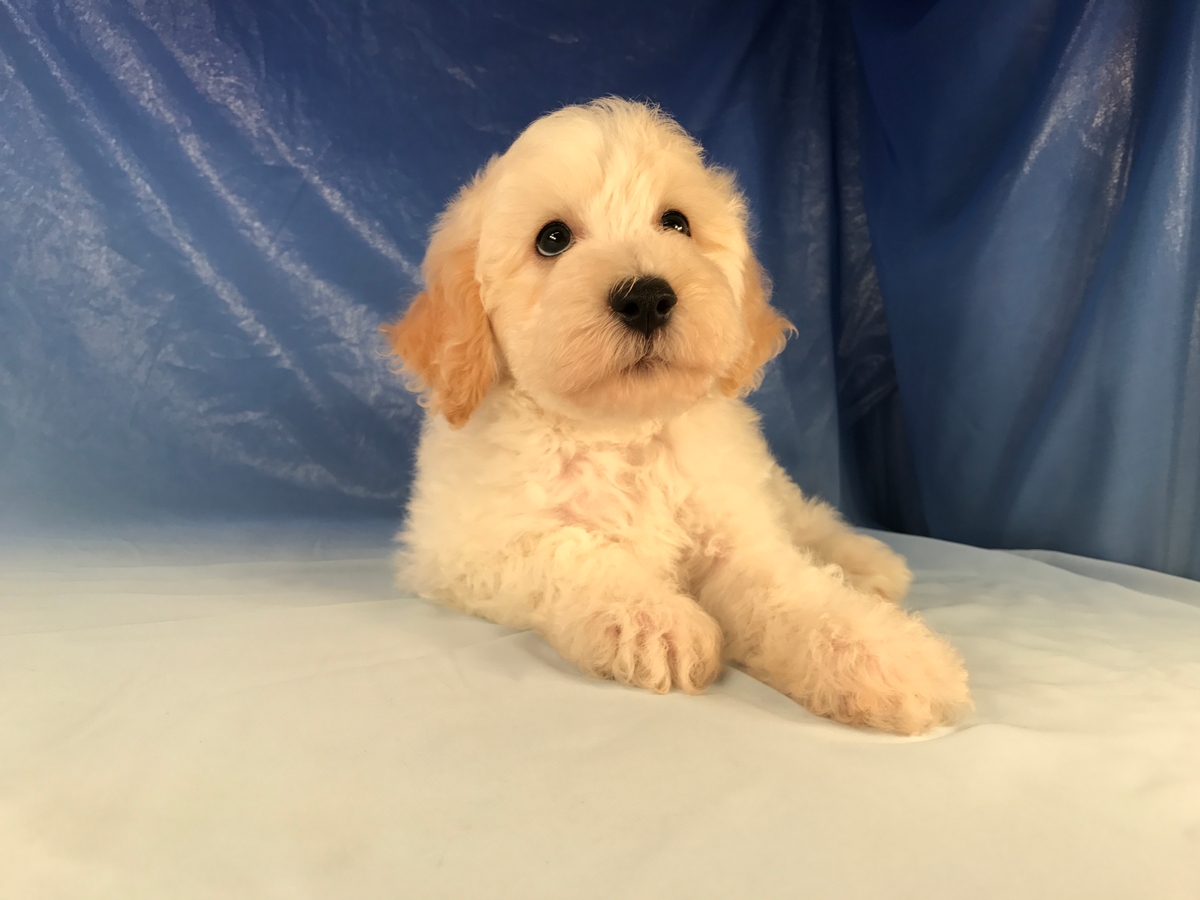 Iowa Breeders-Poodle Bichon Mix Breed Puppy for Sale $975