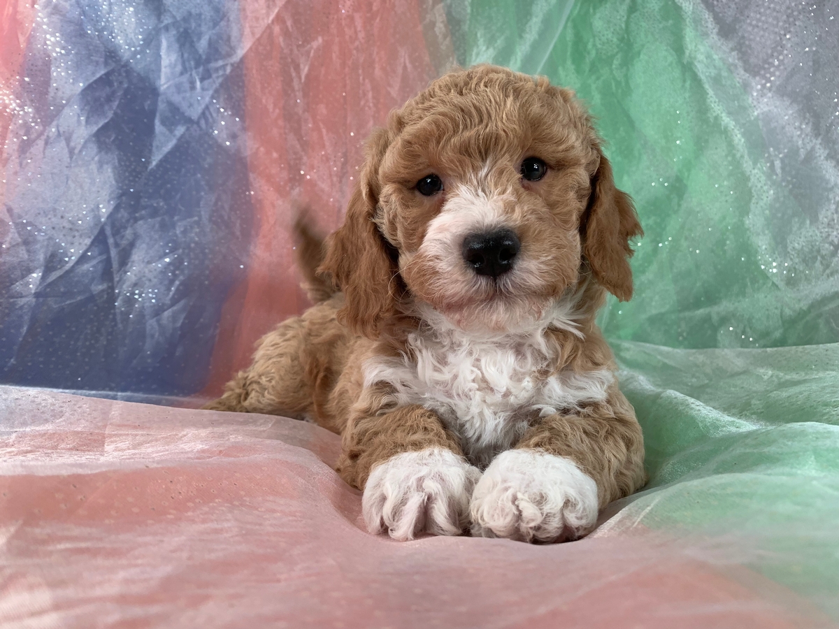 Red and White Male F1 Poodle Bichon Puppy for Sale DOB 10-20-2021, $1200