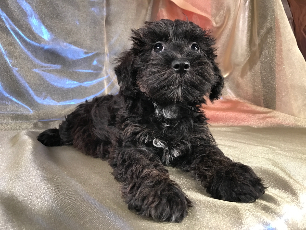 black schnoodle puppy