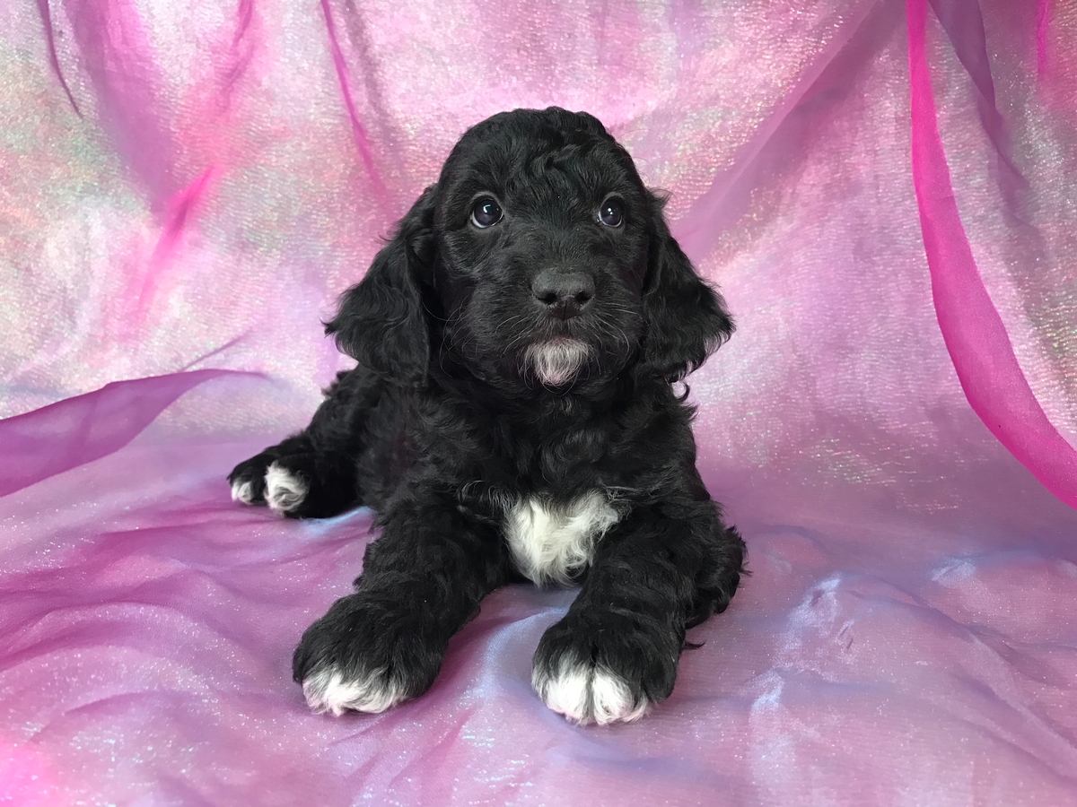 mini goldendoodle black and white