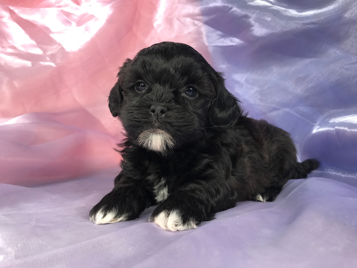 black and white shih tzu puppies for sale