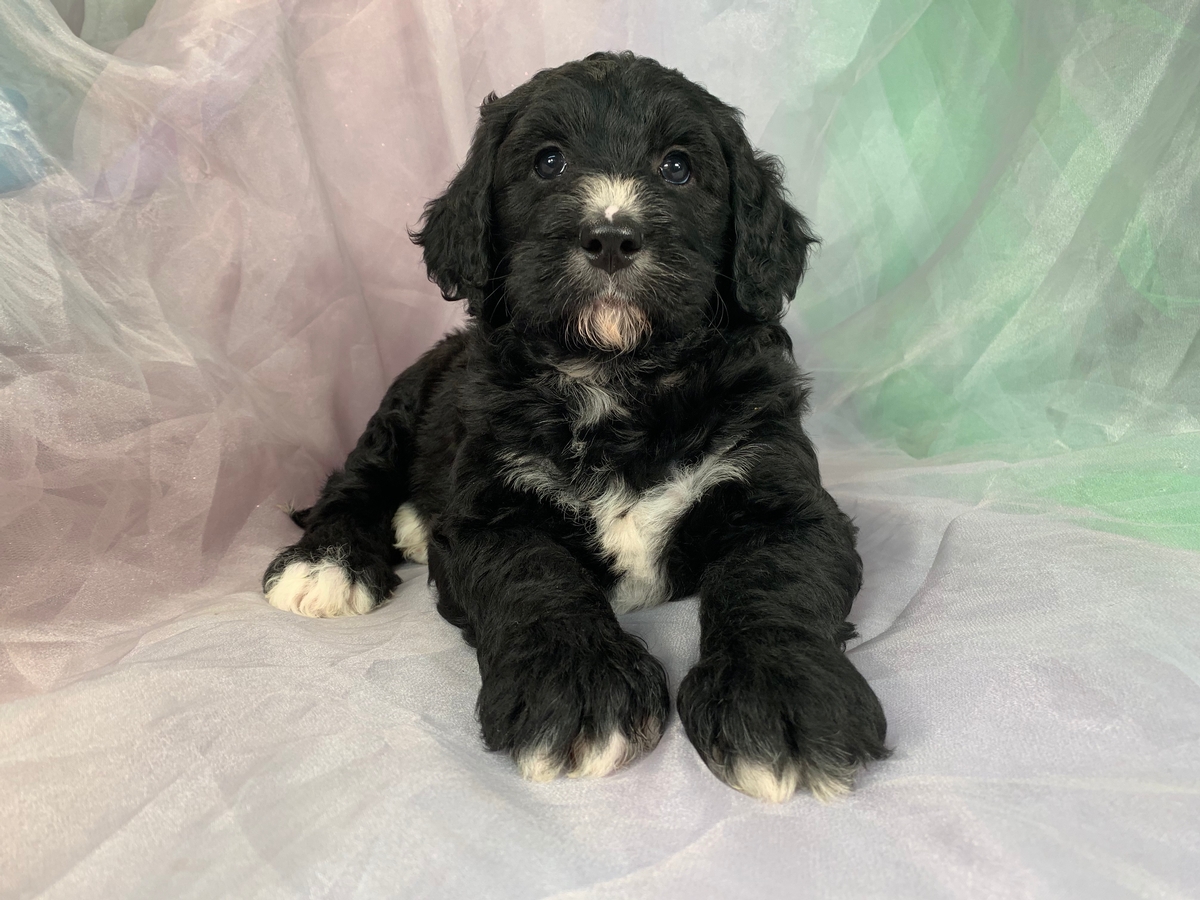 Black and White Standard Bernedoodle Puppy for Sale $1800 DOB 8-23-2019, Iowa