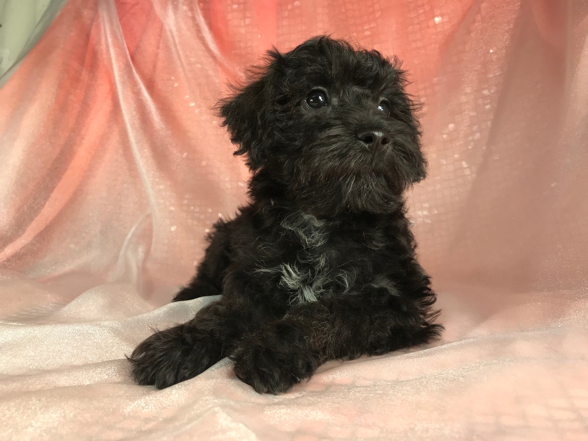 Black Female Schnoodle Available $975