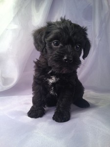 black schnoodle puppy