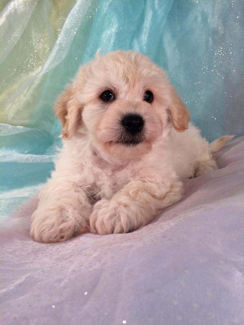 Male Cavachon Puppy for sale $875. DOB 9-10-16