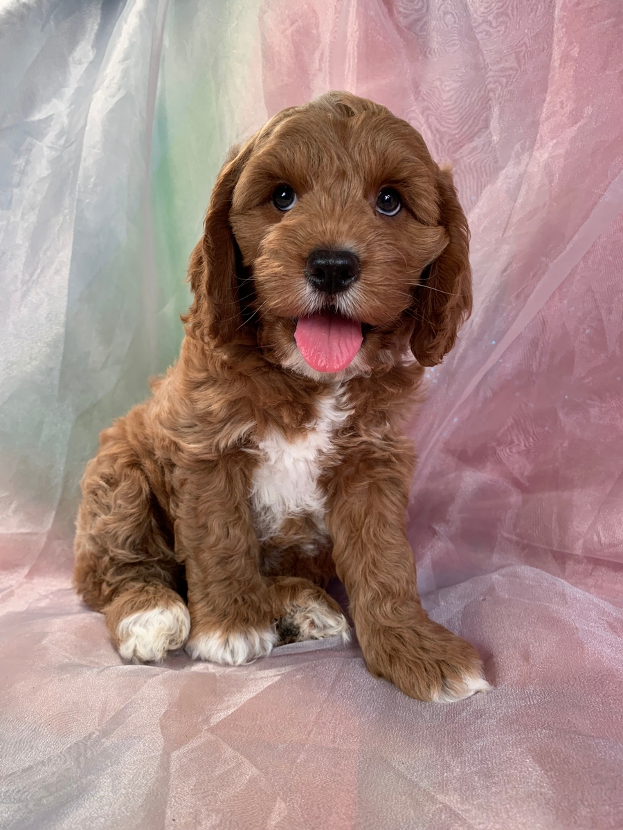Cockapoos for Sale, Iowa Breeders, Puppies Available Now!