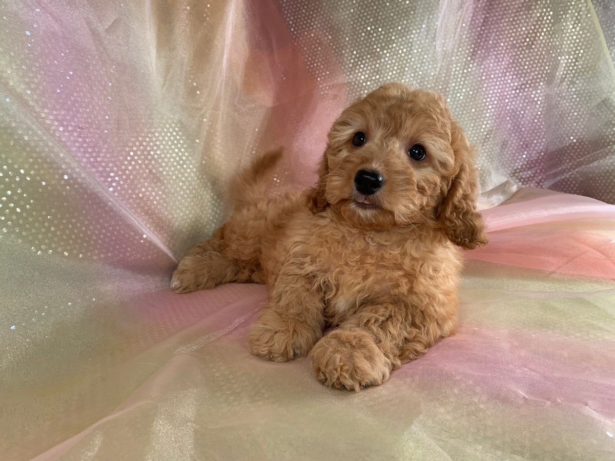 Available Iowa Puppies For Sale, Miniature Goldendoodle Breeder, Ready Now!