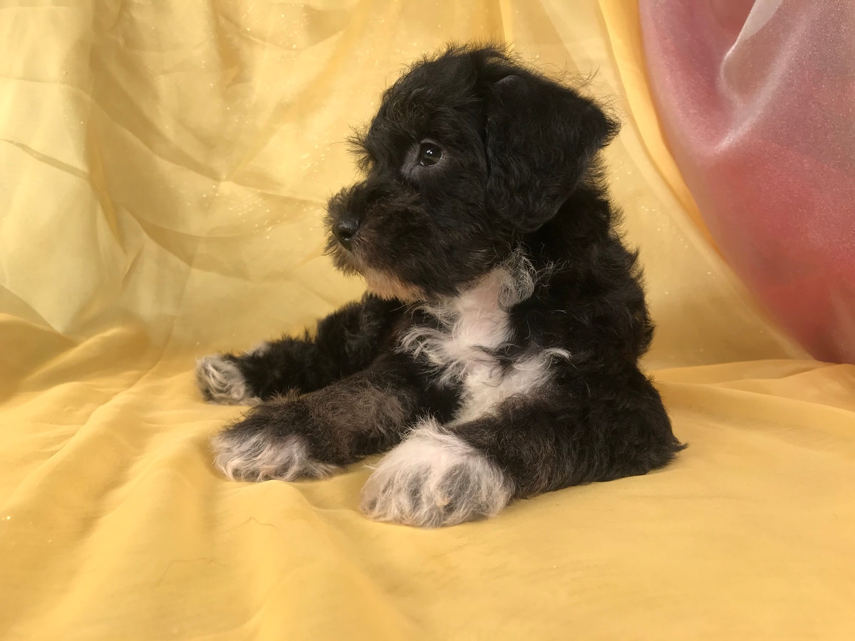 Schnauzer poodle puppies for deals sale