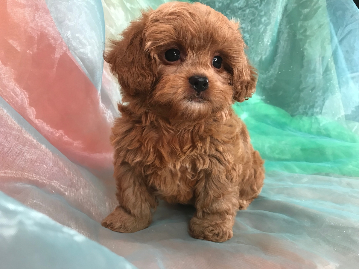Shitzu poodle hot sale puppy