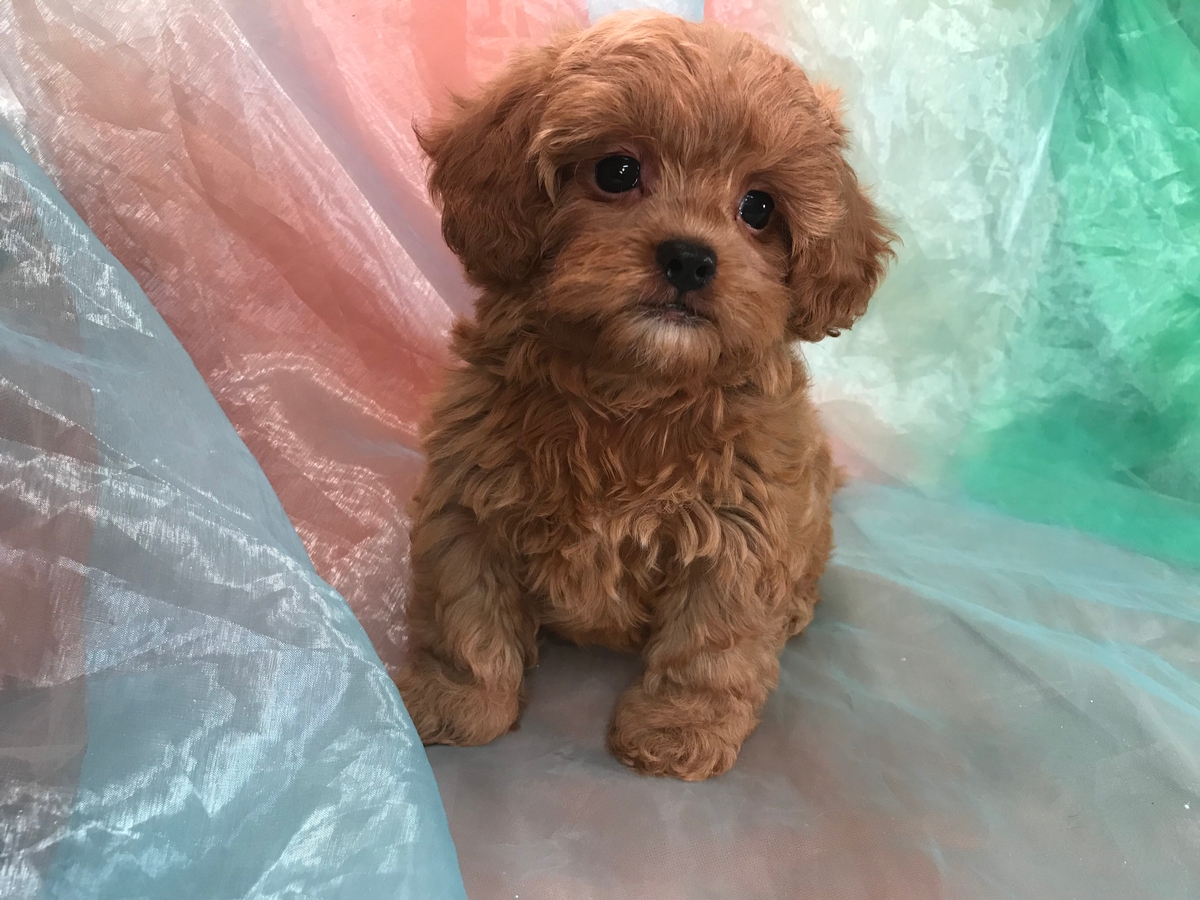 Shih Tzu Poodle Breeders, Iowa, Illinois, Minnesota, Puppies Ready!