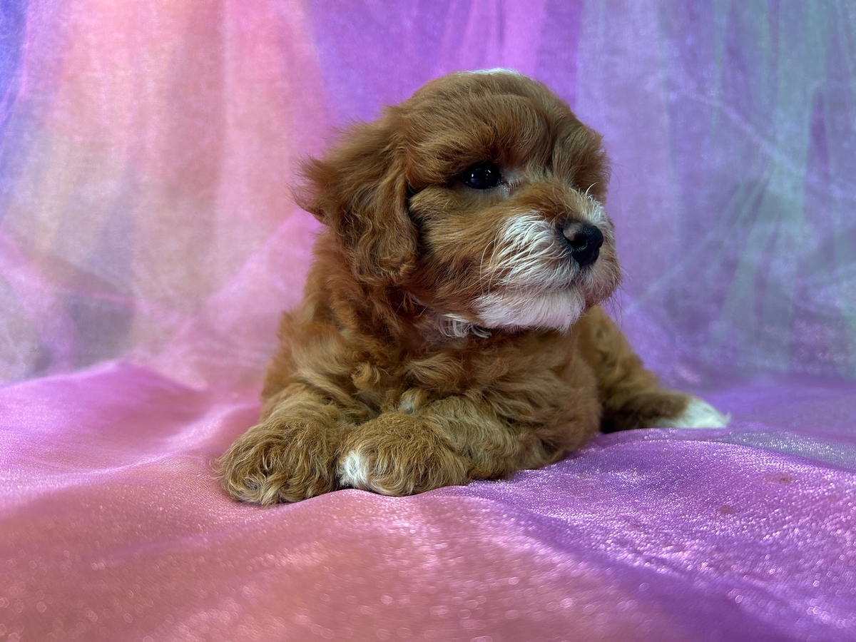 Cockapoos, Top Breeder, Puppies for Sale Now!
