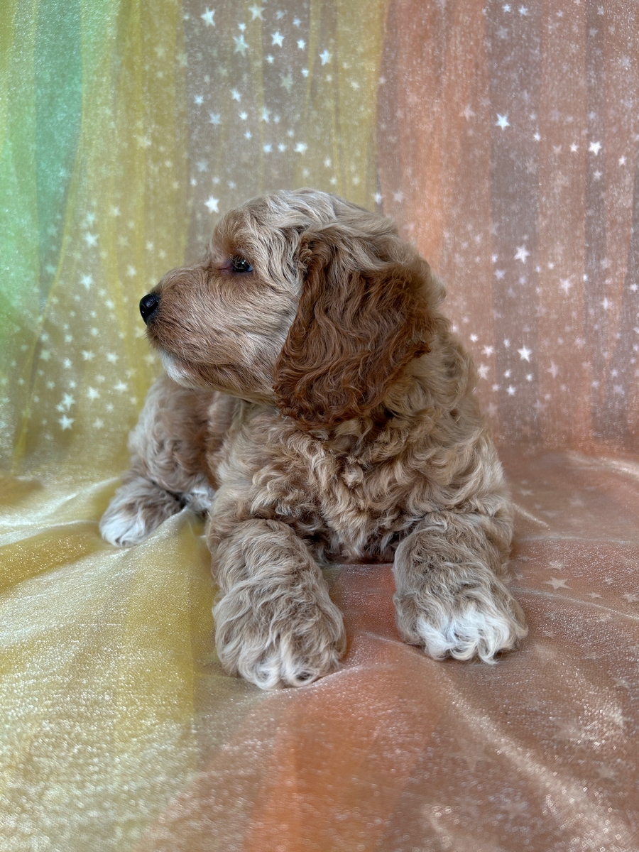 Iowa's Best Breeder, Cockapoos, Puppies Ready Now!