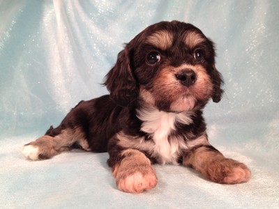 black and tan cavachon