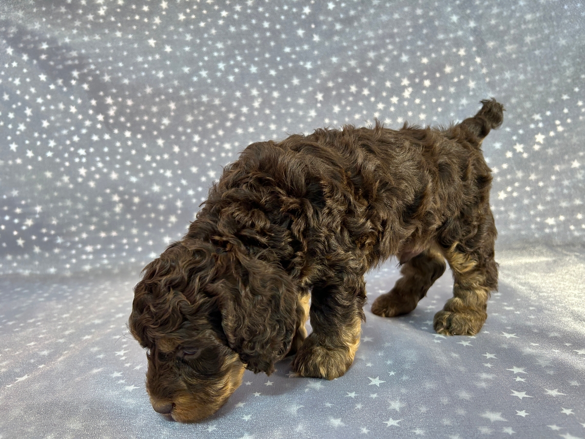 F1 Male Chocolate and Tan Cockapoo with White Markings, Iowa and Minnesota