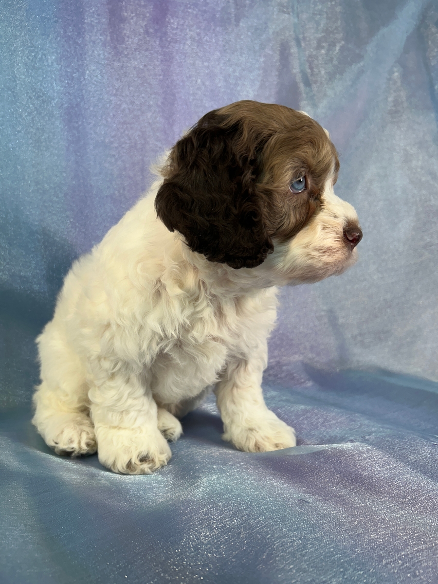 Professionally Breeding Cockapoo Puppies Over Thirty Years!