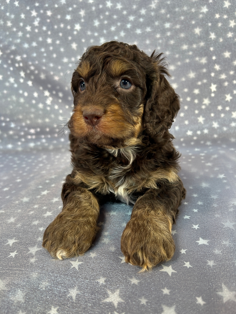 F1 Male Chocolate and Tan Cockapoo with White Markings, Iowa and Minnesota