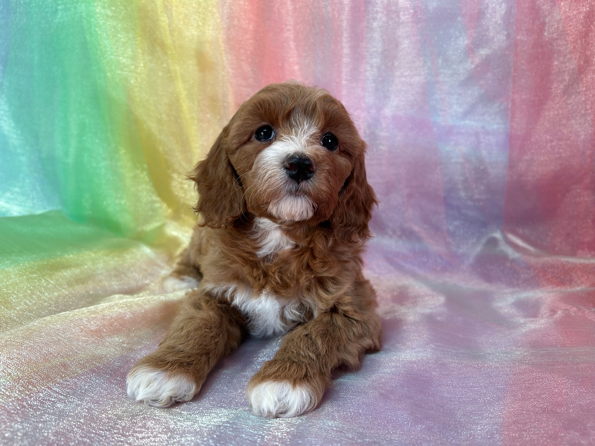 Iowa Cockapoo Puppies